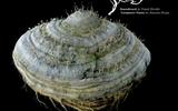 Samorost_2_original_soundtrack